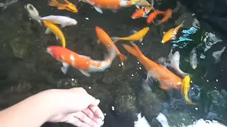 Hand feeding koi fish | HUGH TV