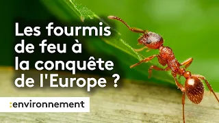 Pourquoi la prolifération des fourmis de feu en Europe est inquiétante ?