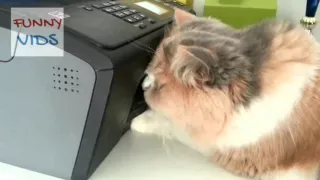 Funny Cat vs Printer Compilation