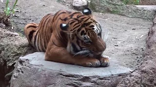 Tiger Eating Meat at San Diego Zoo Safari Park