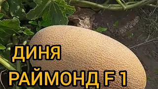 ДИНЯ РАЙМОНД f1