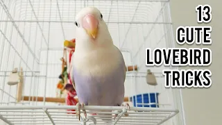 13 Cute Parrot Lovebird Tricks