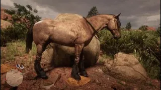 Red Dead Redemption 2 - Tiger Striped Mustang is Sick