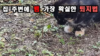 집 주변에 뱀 가장 확실한 퇴치법. 고양이 한 마리면 뱀 걱정 끝.