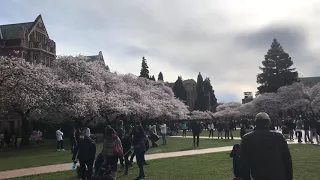 Washington University cherry blossom ワシントン大学の桜