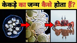केकड़े का जीवन चक्र | Crab Life Cycle Video | Life Cycle Of Crab In Hindi | Country Darshan