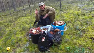 Тайга! я не вынесу эти грибы,целые поляны. Засадил буханку в болотине.Таежные будни.