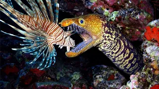 You should watch this video - Moray Eel, Octopus, Baby Shark Predatory  Extreme Dramatic and Scary