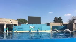 Шоу-кормление дельфинов в мадридском зоопарке / Мадрид, Испания