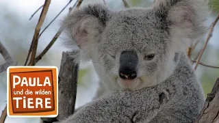 Komm kuscheln Koala! (Doku) |Reportage für Kinder | Paula und die wilden Tiere