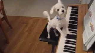 Amazing animal trick. Dog singing and playing the piano.