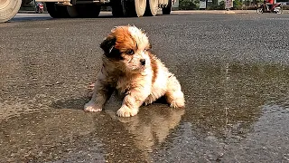 Stray Puppy Wouldn't Stop Smiling After When I Adopted Him