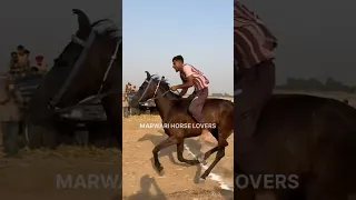 #SUBSCRIBE #horseracing #horseriding #marwarihorse #trending #explorepage #horseofinstagram