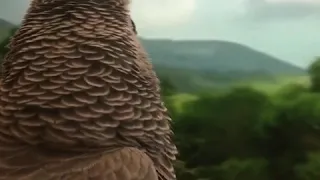 Pepper The African Grey watching a nature documentary again