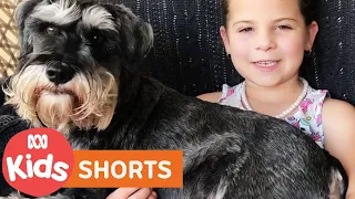 Pets 🐶 | Play School: Through The Windows  | ABC Kids