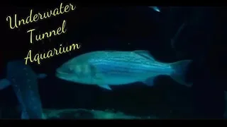 Under water tunnel Aquarium  | Aquarium of Bay, San Francisco in USA