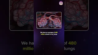 How do alveoli exchange gases in the lungs? | #ytshorts #byjus