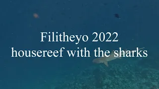 Filitheyo Maldives 2022 with the sharks on the reef