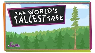 The World's Tallest Tree! | Science for Kids