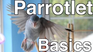 Parrotlet Care For Beginners | Topics