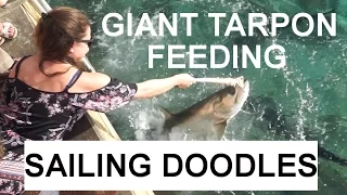 Giant Tarpon Feeding & Paradise Found at Virgin Gorda - S1:E29