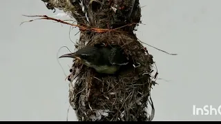 baby bird flying out of nest for the first time