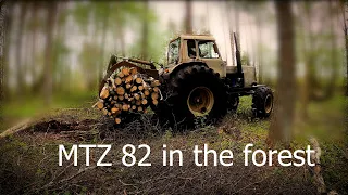 Belarus MTZ 82 in the forest. Tractor removing trees from a forest.