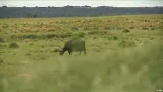 Hunting Water Buffalo in Argentina