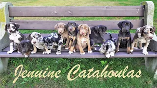 Top Quality Catahoula Leopard Puppies in New Jersey