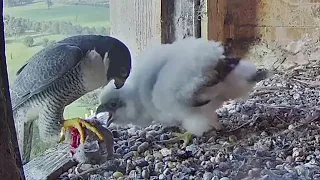 FalconCam Orange CSU~Yurruga grabbed the prey and is eating~7:35 AM 2021/11/06