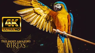 The Most Amazing BIRDS in the World 4K ULTRA HD - Relaxing Music and Nature Sounds 4K TV