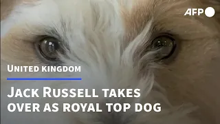 Move over Corgis: Jack Russell becomes new royal top dog | AFP