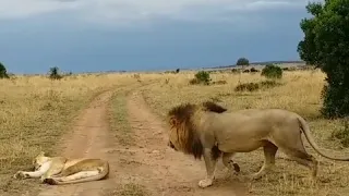 ЛЕВ КУСАЕТ ЛЬВИЦУ .