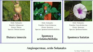 Angiospermae, ordo Solanales solanum var americana angiosperms europaea tuberosum ferox compacta