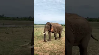 Wild Elephants in Sri Lanka !! 🇱🇰