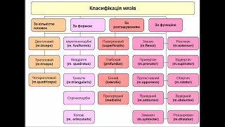 КЛАСИФІКАЦІЯ М'ЯЗІВ за 10 хвилин