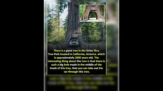 There is a giant tree in the Drive ThruTree Park located in California, America. #nature lover see s
