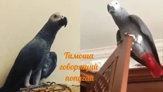 Timosha the talking parrot, breed Jaco