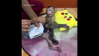 Mommy cleaning and change diaper for baby monkey ROJO, baby ROJO playing and eating fruits so yummy