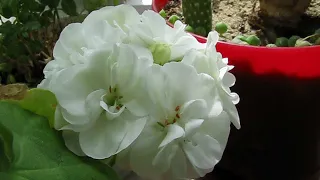 Цветы на подоконнике в мае. Flowers on the windowsill in May.