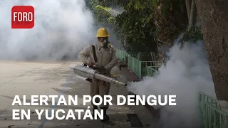 Alerta por brotes de dengue en Yucatán - Sábados de Foro