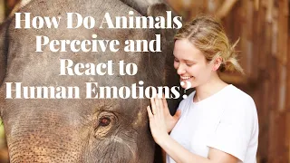 How Do Animals Perceive and React to Human Emotions