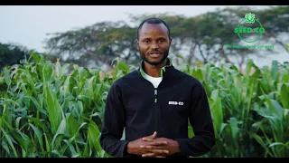 Know your Seed Co late maturing maize varieties with  Franklin Nkala