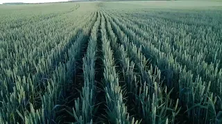 Захист колоса. Стан пшениці. Прямий посів. Міжряддя 30 см.