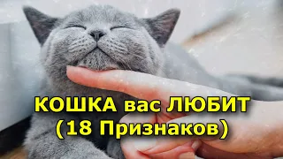 18 Признаков того, что КОШКА вас ЛЮБИТ!