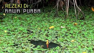 Tak Ada habisnya ikan di spot mancing rawa tua.