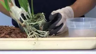 How to repot a Cattleya Alliance Orchid