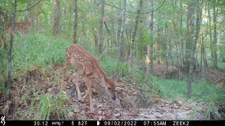 White Tail Deer fawns 2023.09.02