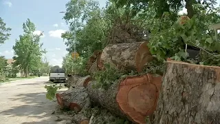 175-foot crane needed to remove giant tree from home in Heights
