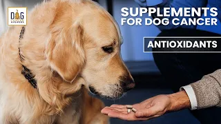 Antioxidants for Dogs with Cancer [CLIP] | Dr. Demian Dressler Deep Dive